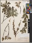 Foto von Salix caprea L. x Salix repens L.